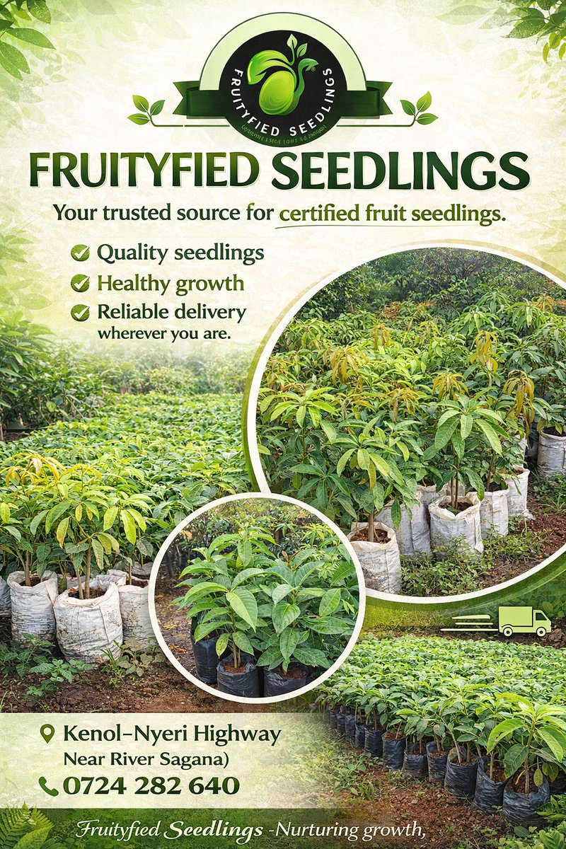 ThikaTowntoday's tweet photo. 🌱 FRUITYFIED SEEDLINGS

Your number one source for certified fruit seedlings.

We offer a wide variety of high-quality fruit seedlings, carefully nurtured to ensure healthy growth and great yields.

🚚   Fast and reliable delivery available wherever you are.

📍   Location: Kenol–Nyeri Highway (Near River Sagana)
📞   Call / WhatsApp: 0724 282 640

Fruityfied Seedlings — Nurturing growth, one seedling at a time.