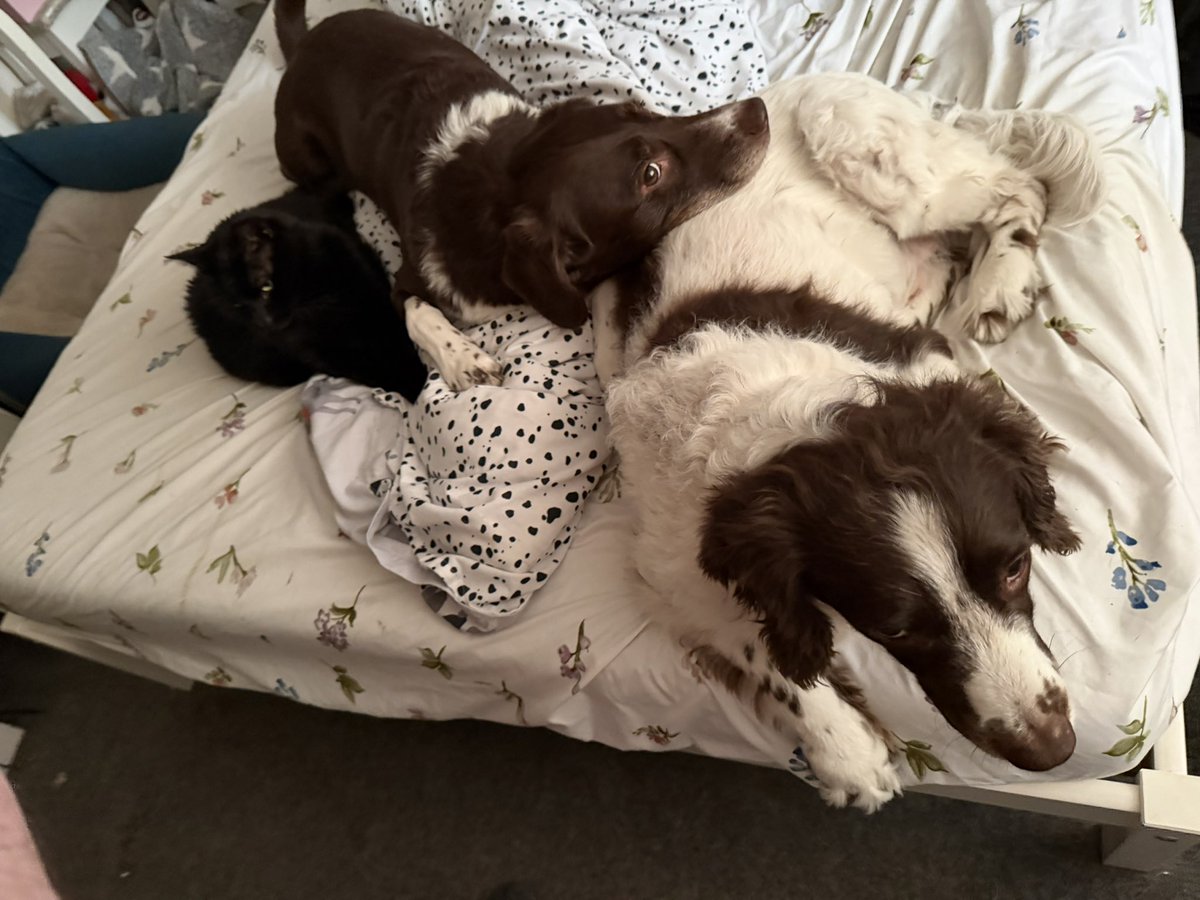Snuggled with Cookie the cat 🐈‍⬛ 

#peppermyloandholly #dogs #cats #pets #cute #love #babies #dogsofx #catsofx #snuggles #kittycats