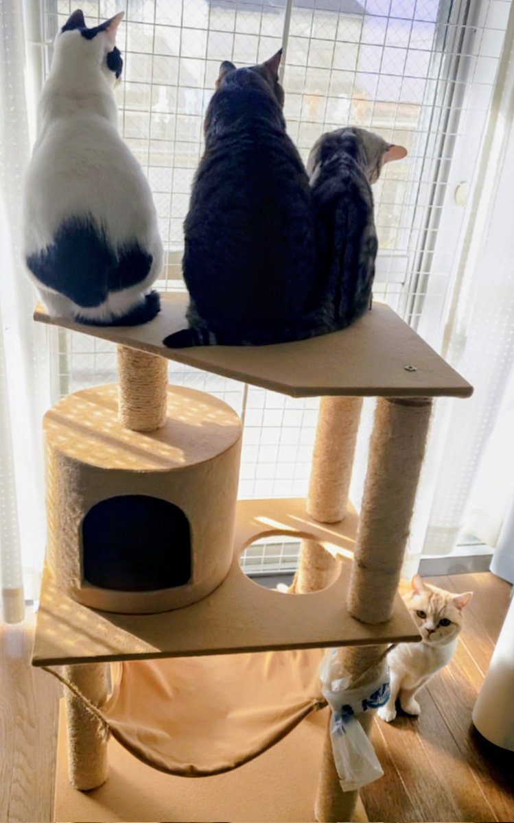 y0hZasCmTQV1W06's tweet image. おはようございます😊

大吉のスペース空いてるんだけどなぁ🤭

 #ニャルソック
 #ねこかわいいね
 #さやま猫ファミリー