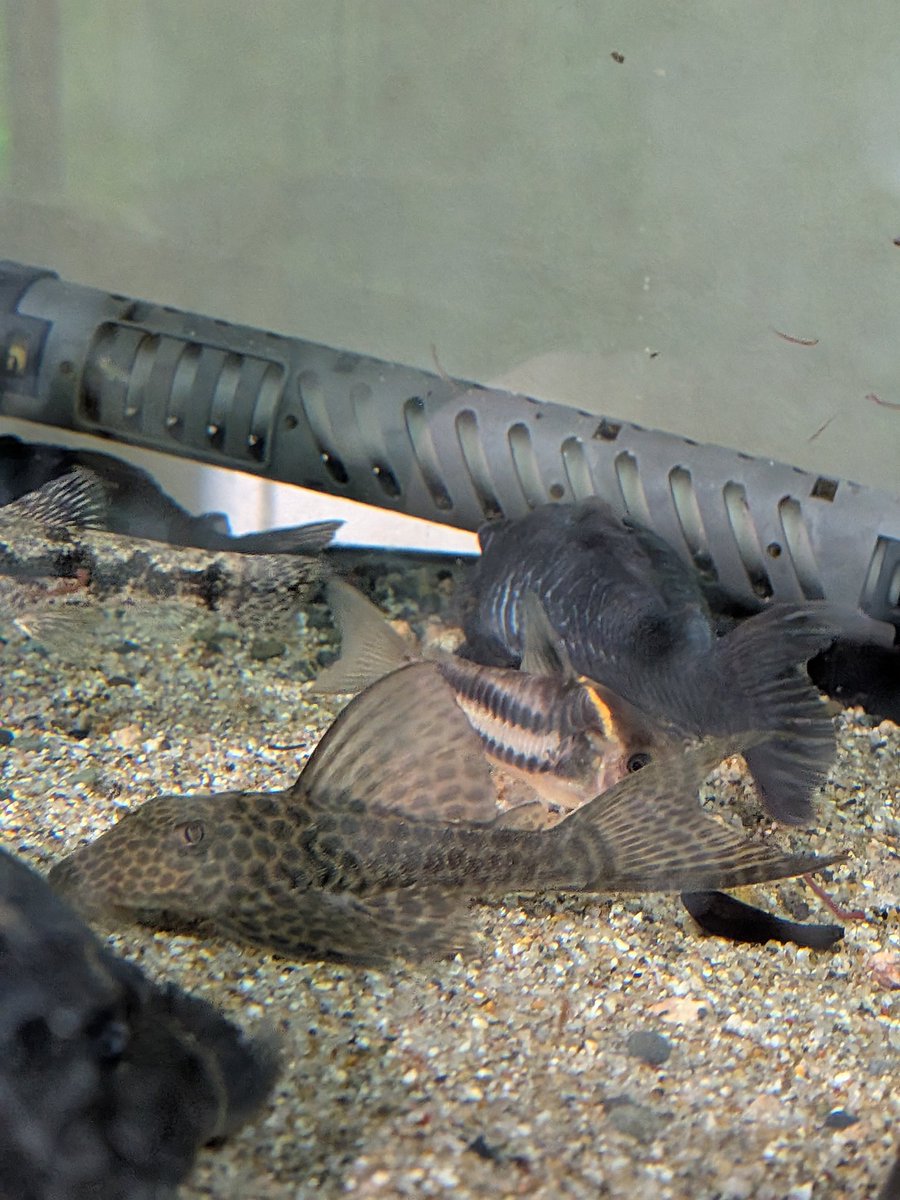 leypozy's tweet photo. 昨年の暮れに入荷したクイアバのヒポストムスsp.に混じっていたHypostomus latirostris
1ヶ月ほど飼育した印象はとても丈夫です https://t.co/KuwCxQVQY0