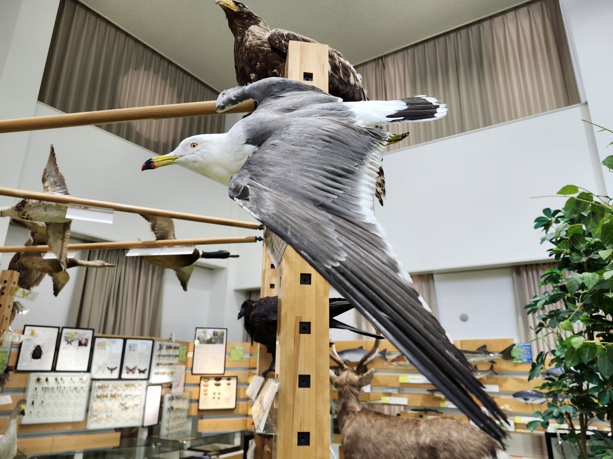 オホーツクミュージアムえさし tweet media