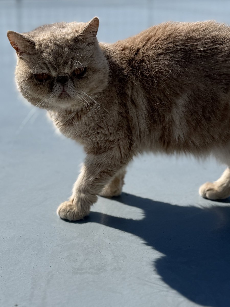 マメ K 病障害猫預かりボランティア (@mameK527) / Posts / X