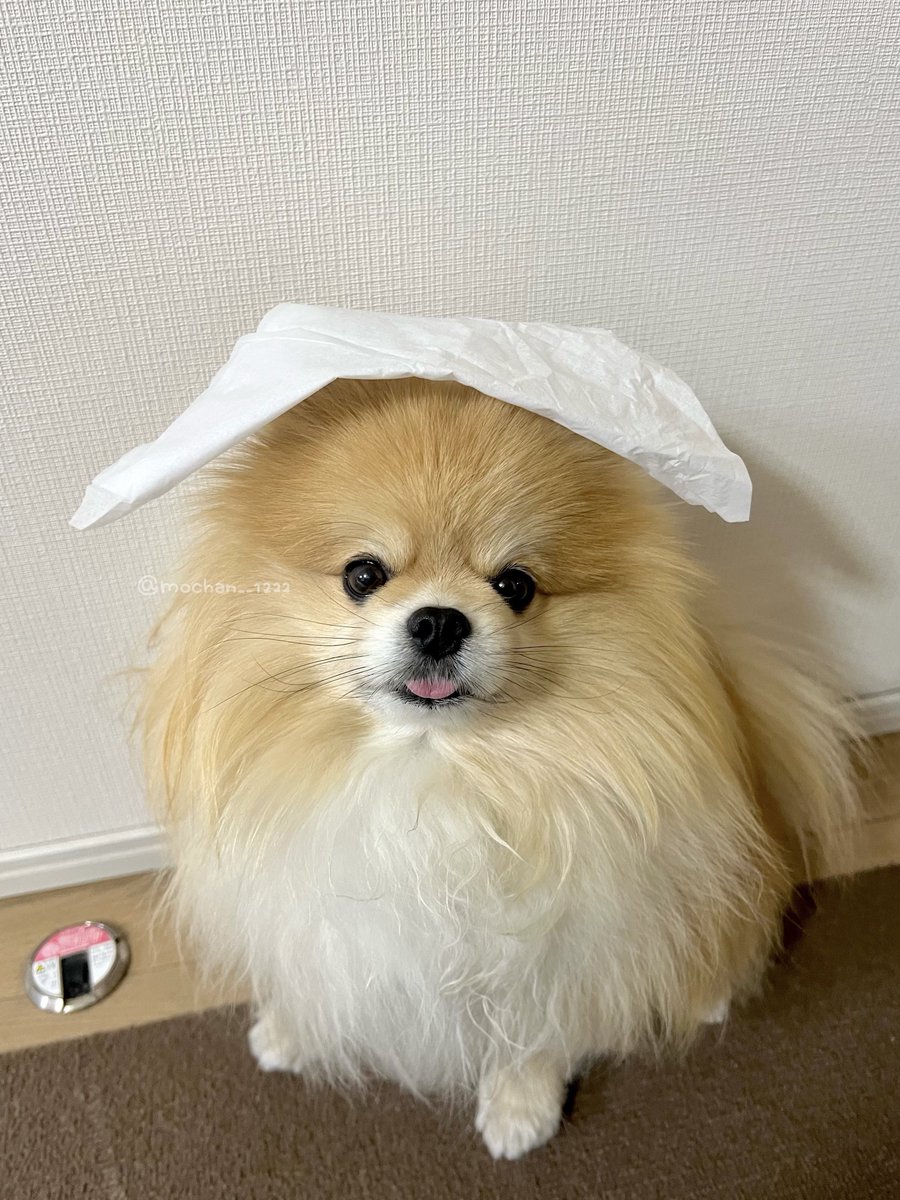 もちゃん🐶🍮ポメラニアン tweet media