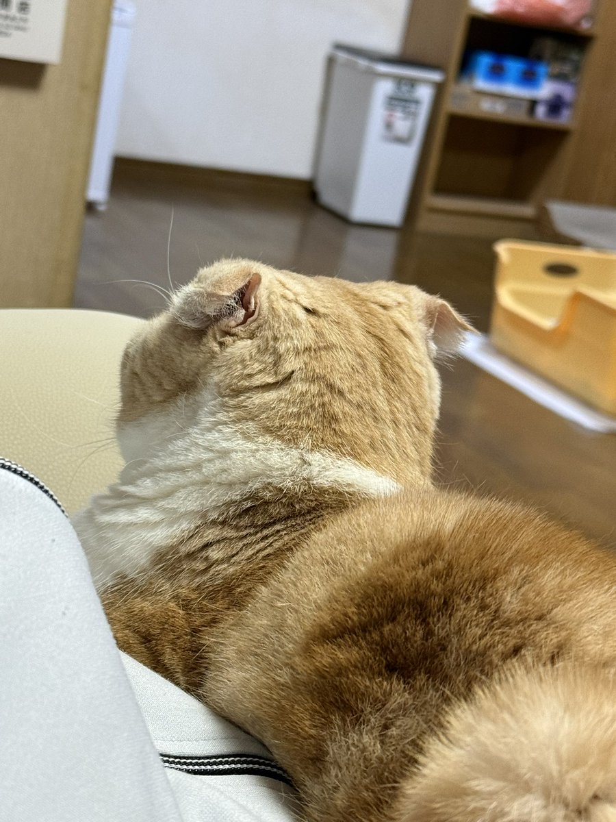 Yumi Asai tweet media