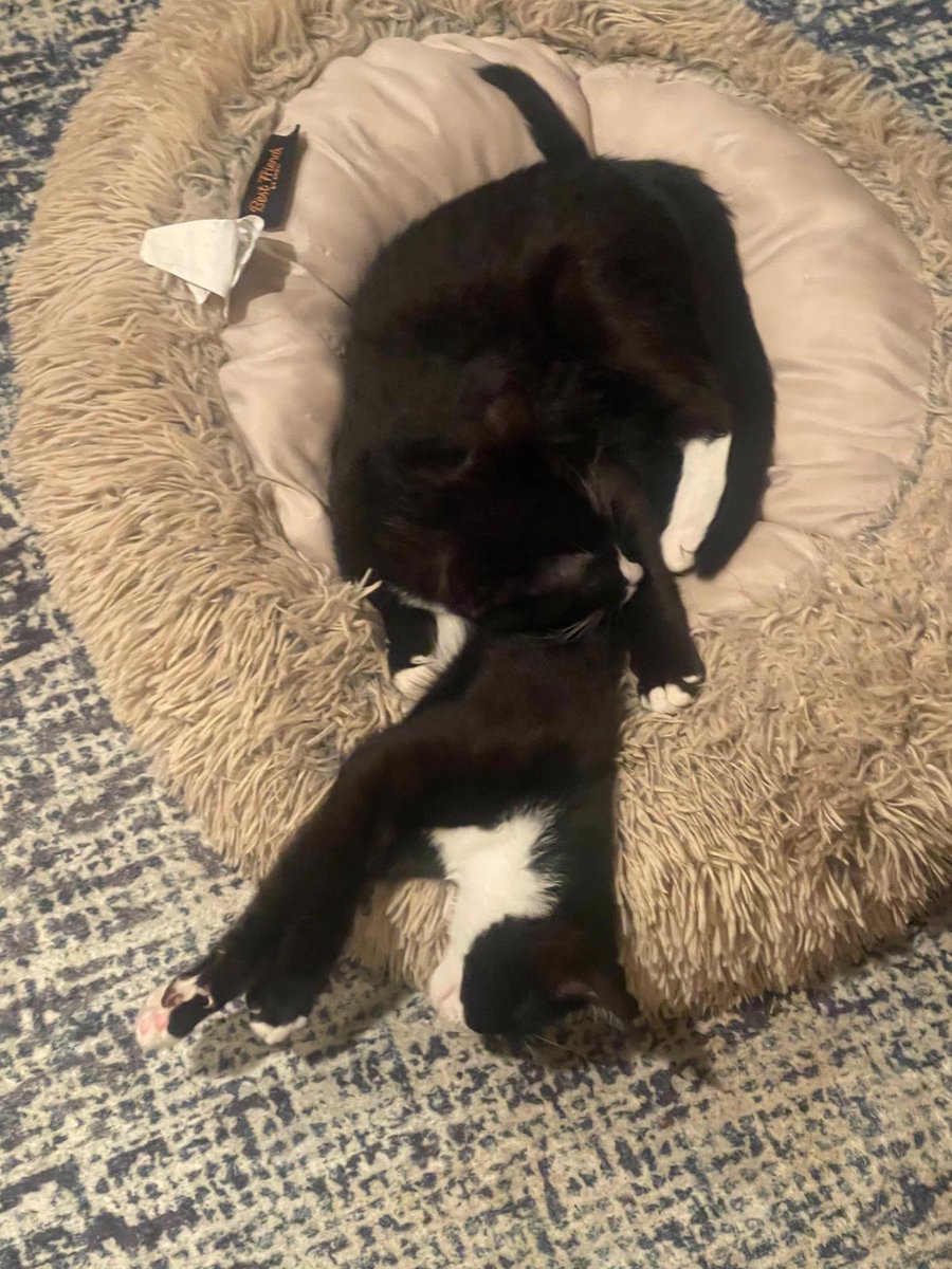 RappCatsAdopt's tweet image. We have a very fun game going at our kitten foster's lately
Guess where one kitten begins and the other ends!
Boris and Blaze are too funny and almost always all over each other!
#cute #kittens #adoptable #Virginia