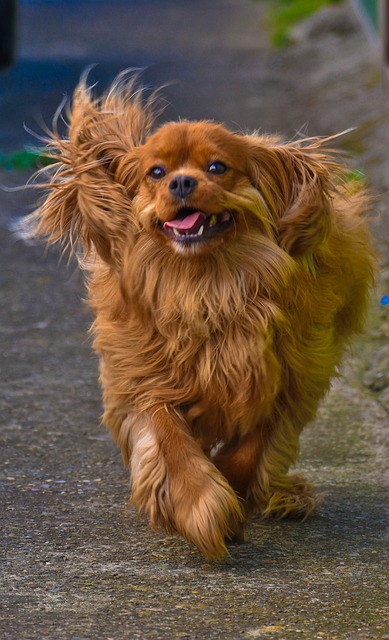 Mahogany Cook tweet media