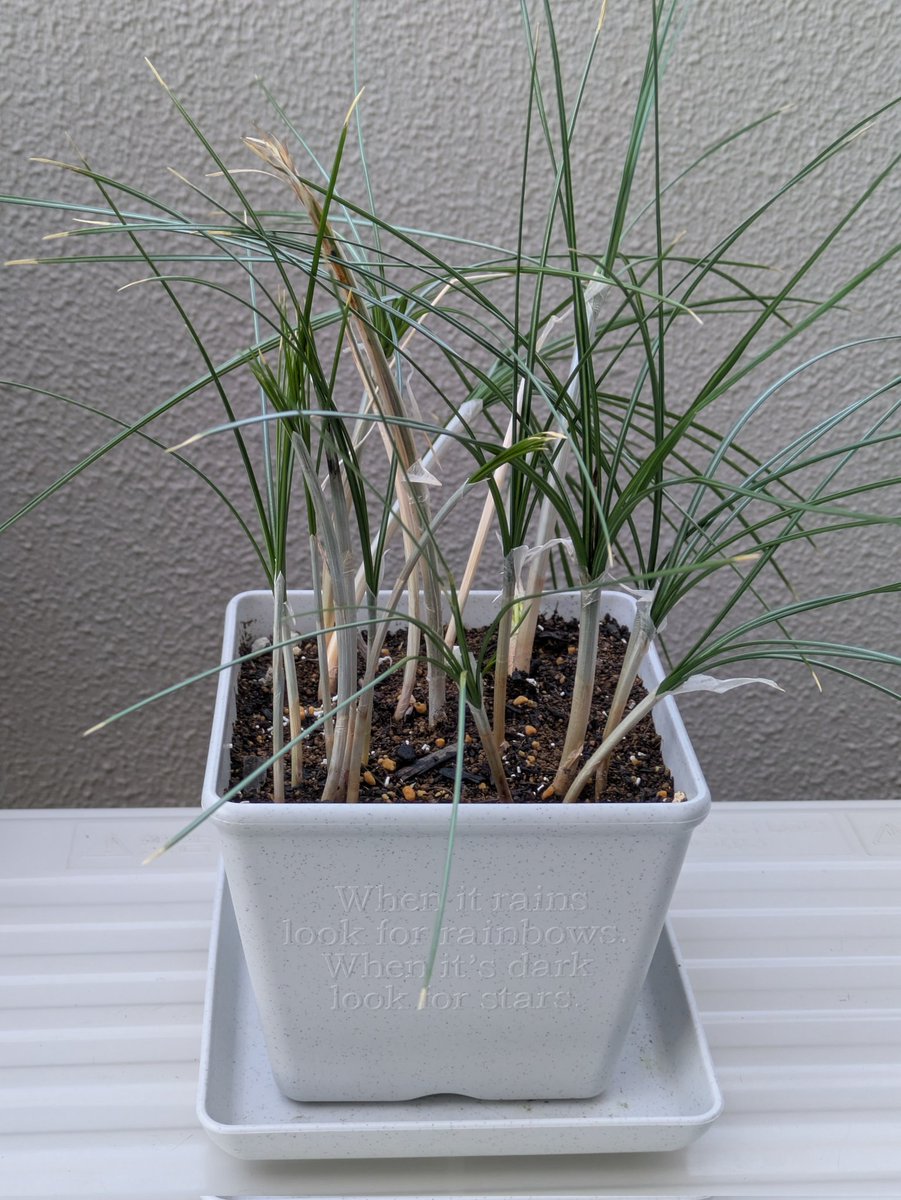 ももしょうえん🌸 tweet media