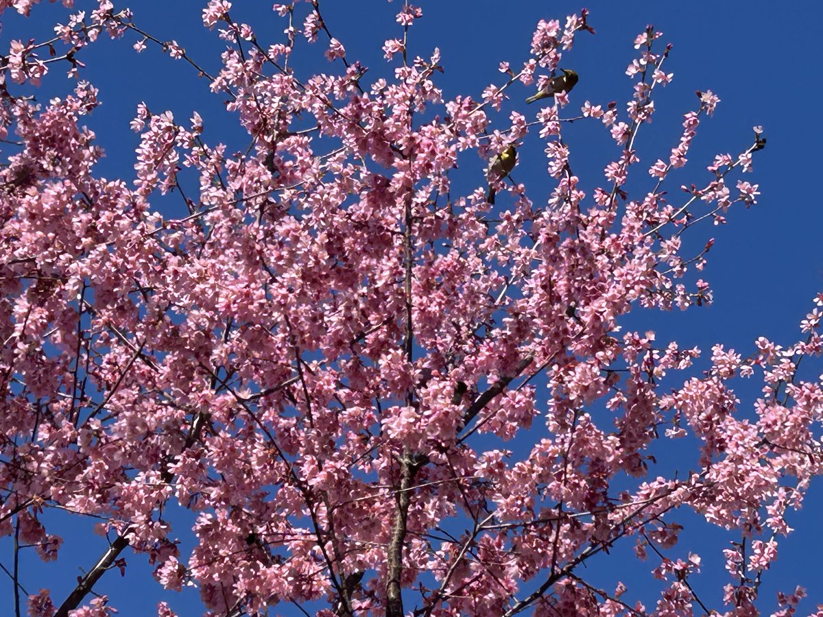 koji5108's tweet photo. メジロをじろじろ👀🕊️花に満たされている。 https://t.co/4tth92G8YW