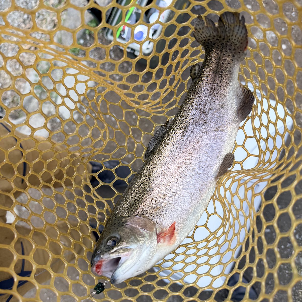 念仏鯛 tweet media