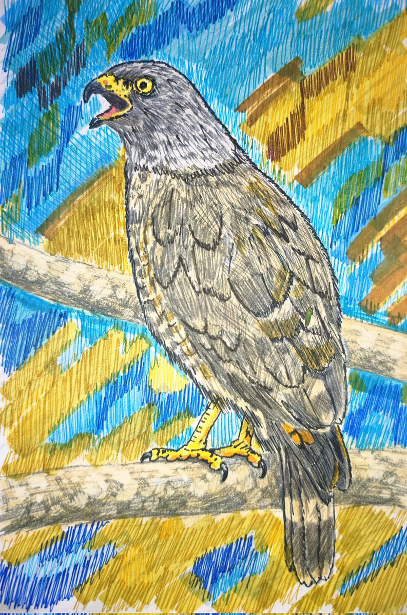 ProfePajarero's tweet photo. #drawingart #miercolesdeemplumados
#birdwatching 
#birdlovers 
#dibujos https://t.co/ijIQnSA3cU