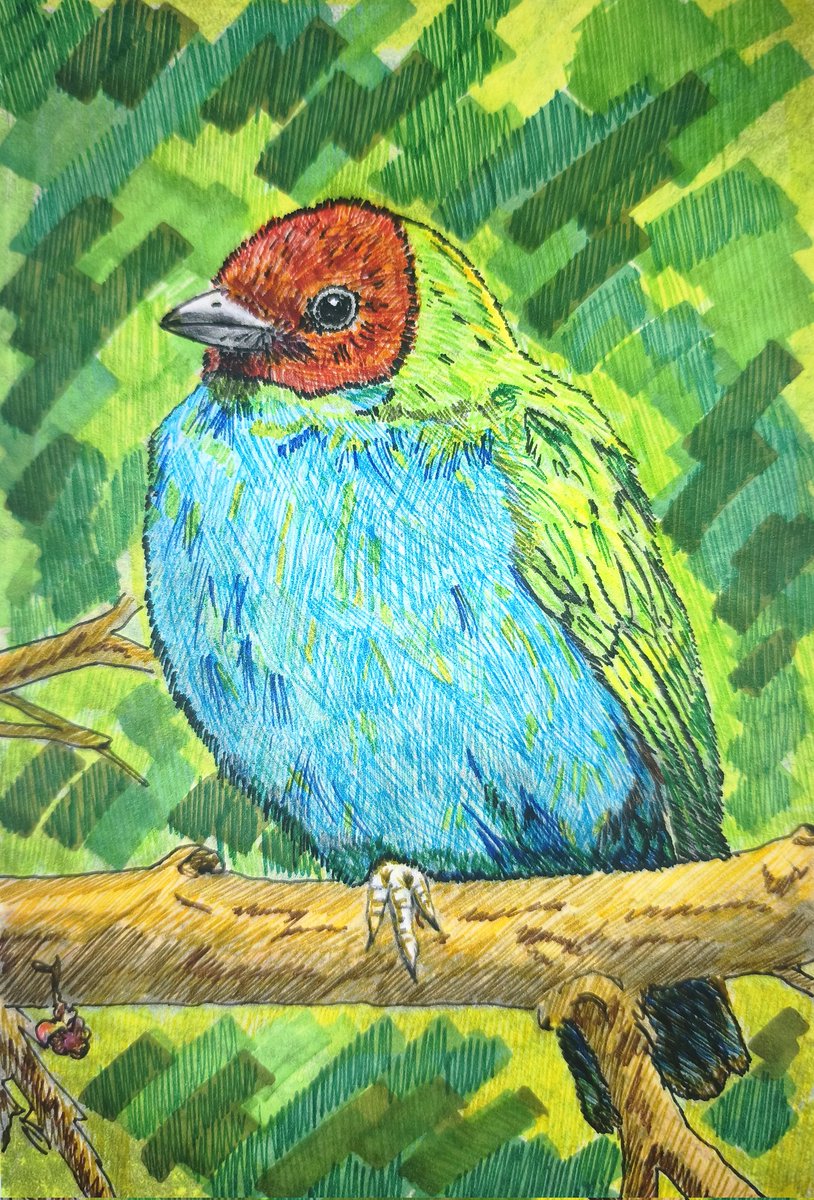 ProfePajarero's tweet photo. #drawingart #miercolesdeemplumados
#birdwatching 
#birdlovers 
#dibujos https://t.co/ijIQnSA3cU