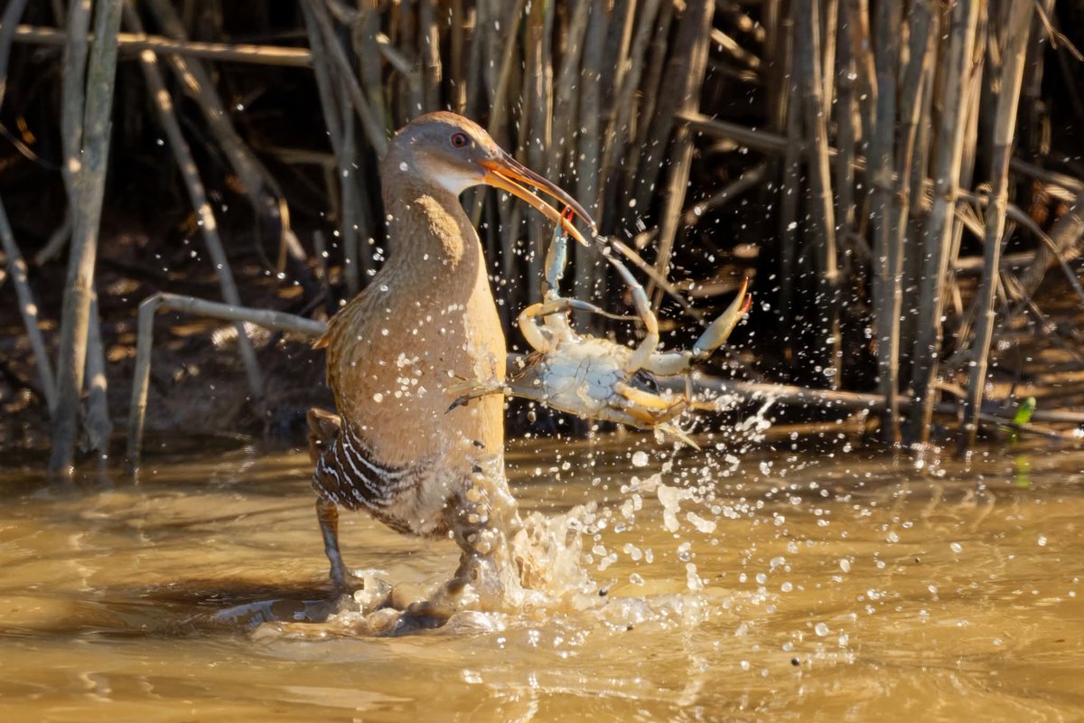 ItakeBirdPics's tweet photo. Clapper Rail with Blue Crab
Brazoria National Wildlife Refuge in Texas, USA. 03/20/2021 #clapperrail #rail #bluecrab #crab #birdphotography #naturephotography https://t.co/3upJxmmEVn
