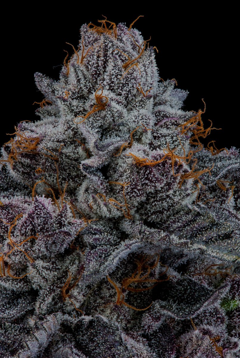 David Downs tweet media