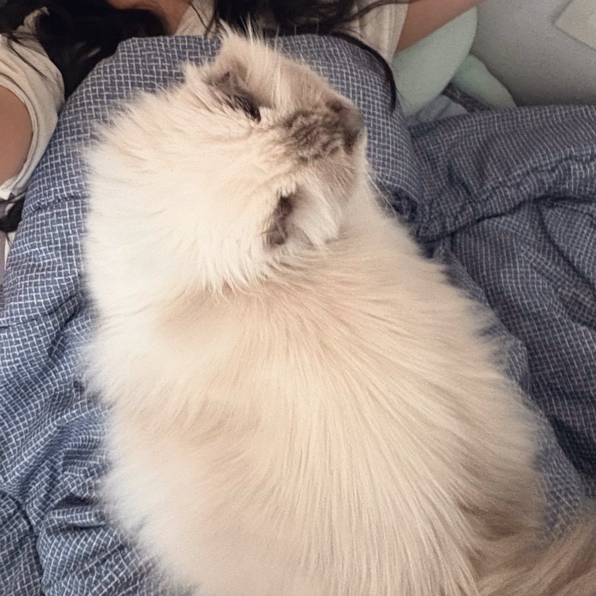 stillfourcats's tweet photo. 생리통에 핫팩이 왜 필요하죠? 고양이만 잇으면 대는거 아닌가 https://t.co/SHbB8z4E6W
