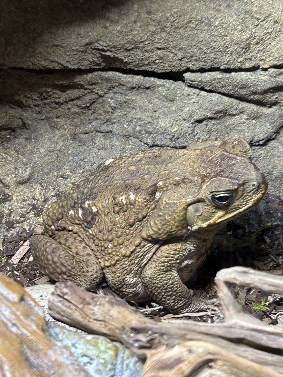 Thaddeus is looking very plump today