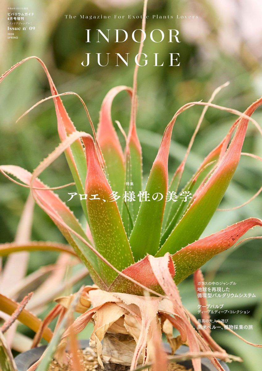 mpj_hansoku's tweet image. 📢～近日発売

『INDOOR JUNGLE（#インドアジャングル）No. 09』は3月17日発売です！

▶特集「アロエ、多様性の美学」
食品や薬用で有名な #アロエ ですが、実は500種類以上の原種が存在し、その姿は千差万別。そんな個性豊かなアロエを多数ご紹介します！

#INDOORJUNGLE
#ビザールプンツ
#珍奇植物