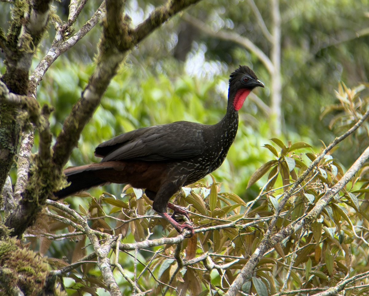 Andrew Guttenberg tweet media