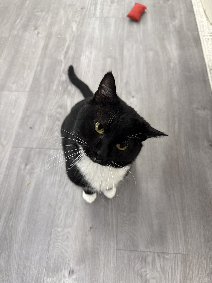 Sarah Fletcher tweet media