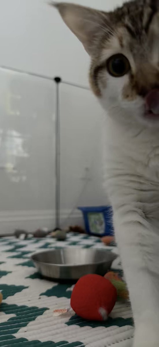 Sarah Fletcher tweet media