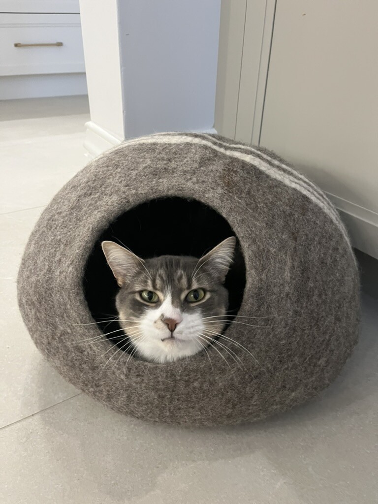 CarneyPurr67561's tweet photo. With @MarkJCarney &amp; @PierrePoilievre out of the country, I am fully in command! 😺🇨🇦

I'd like to assure all of Canada's humans on the left and right that while I am control, I will govern non-partisanly. As a cat, I view all political parties as equally worthless. 😹 https://t.co/Ia0LP2kTWN