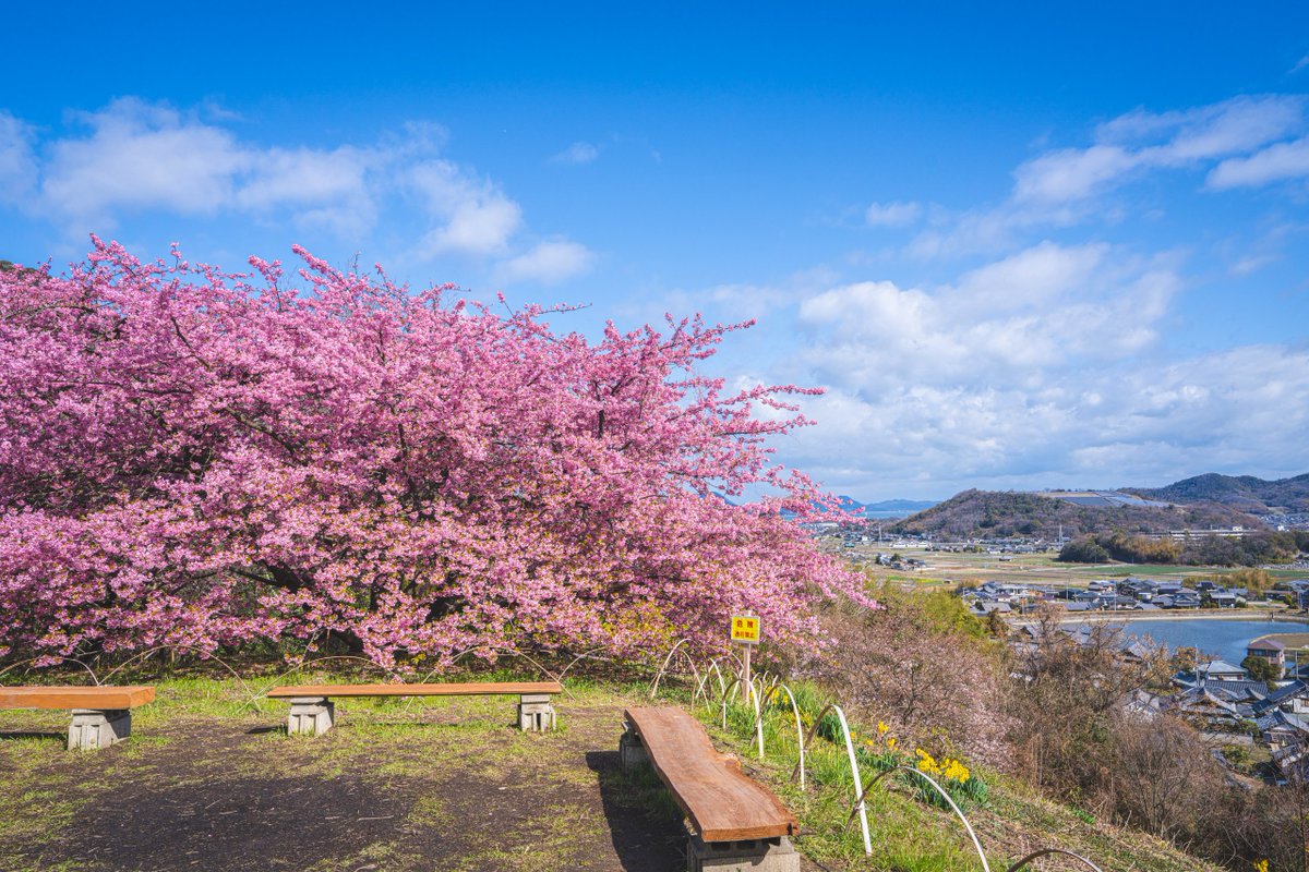香川県でも春の風景がいろんな場所で見られるようになってきた🌸