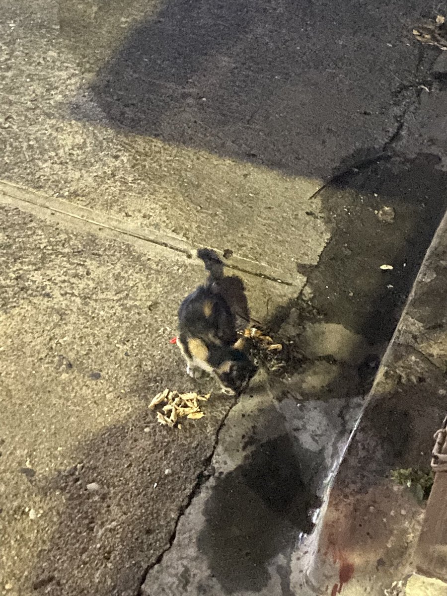 LilFroctel's tweet photo. Update: it came back! It left for the whole day and came back at night, and saw the mom! So this might be a nightly occurrence to feed it a lil bit, pet it and just hang around it, guess I made a fren ^^ https://t.co/RggKvVyF9Z