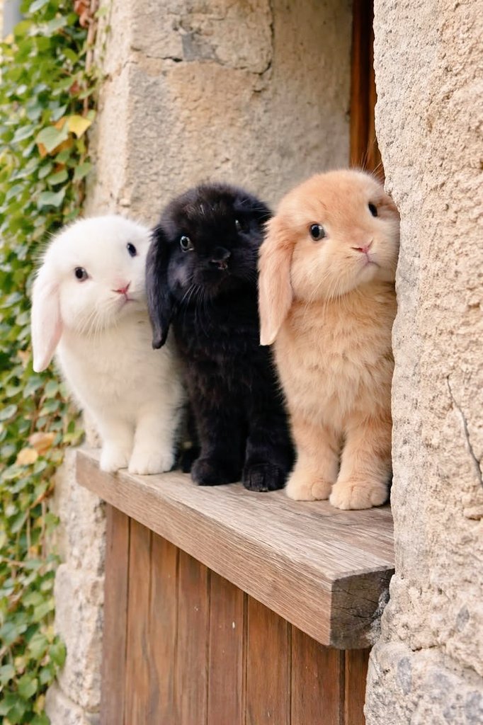 thepopularanimals tweet media