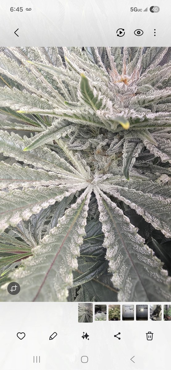 614Grower tweet media