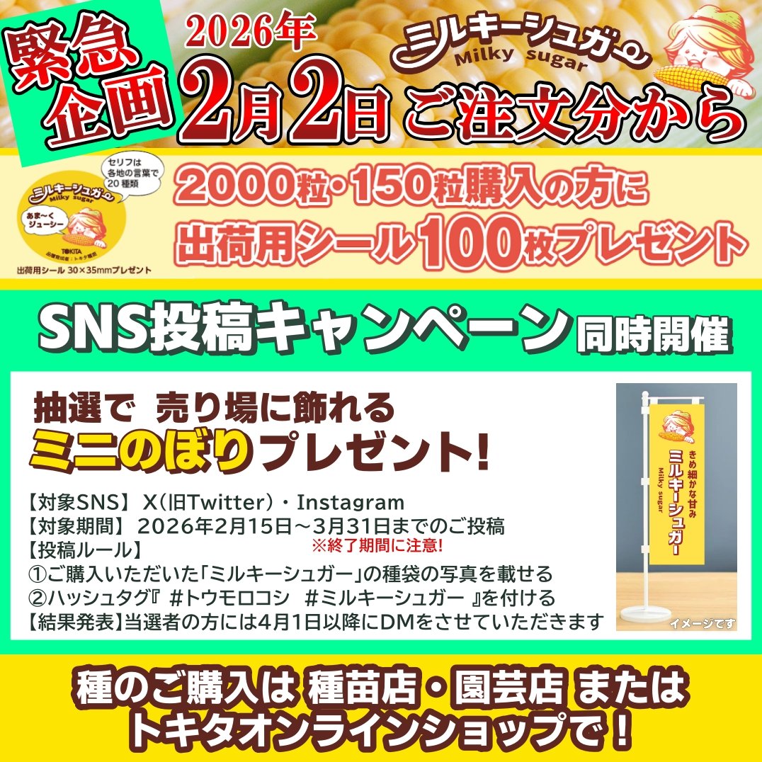 TOKITA_SEED's tweet photo. 📢お知らせ
SNS企画開催中！
#トウモロコシ　#ミルキーシュガー
で、抽選でミニのぼりがもらえるよ！ https://t.co/mLFlHj3Ba6