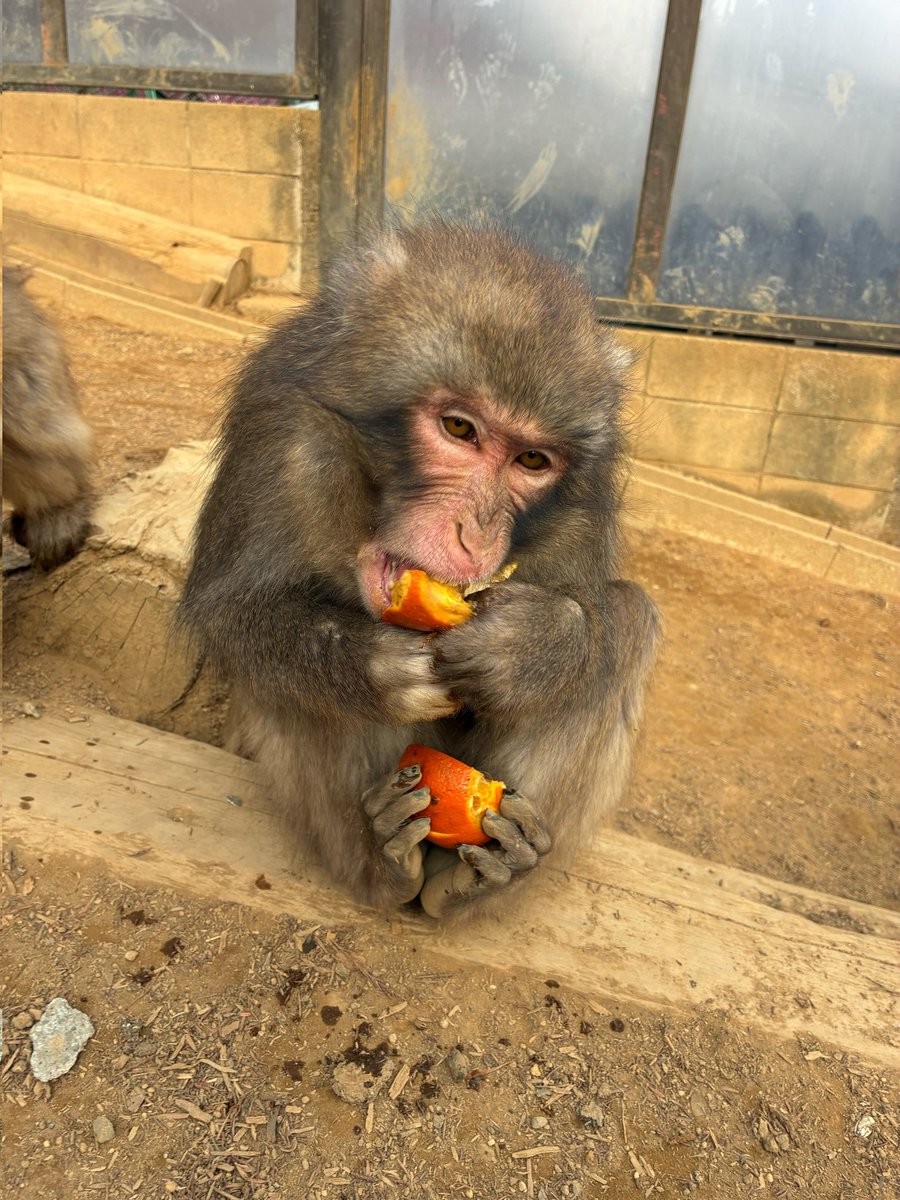 高尾山さる園・野草園【公式】 (@Takaosan_Saruen) / Posts / X