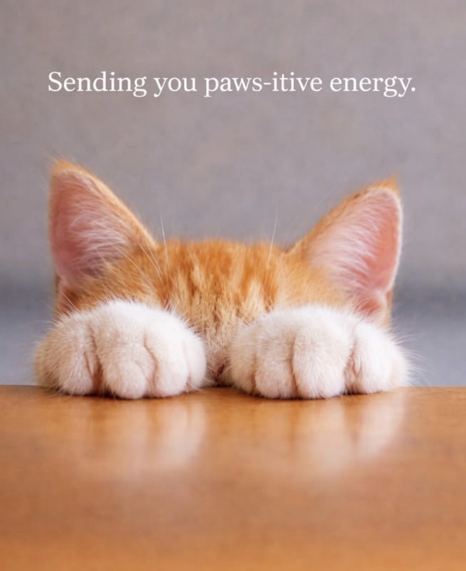 Meowionaire tweet media