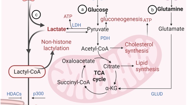 Michael R Scoma MD tweet media