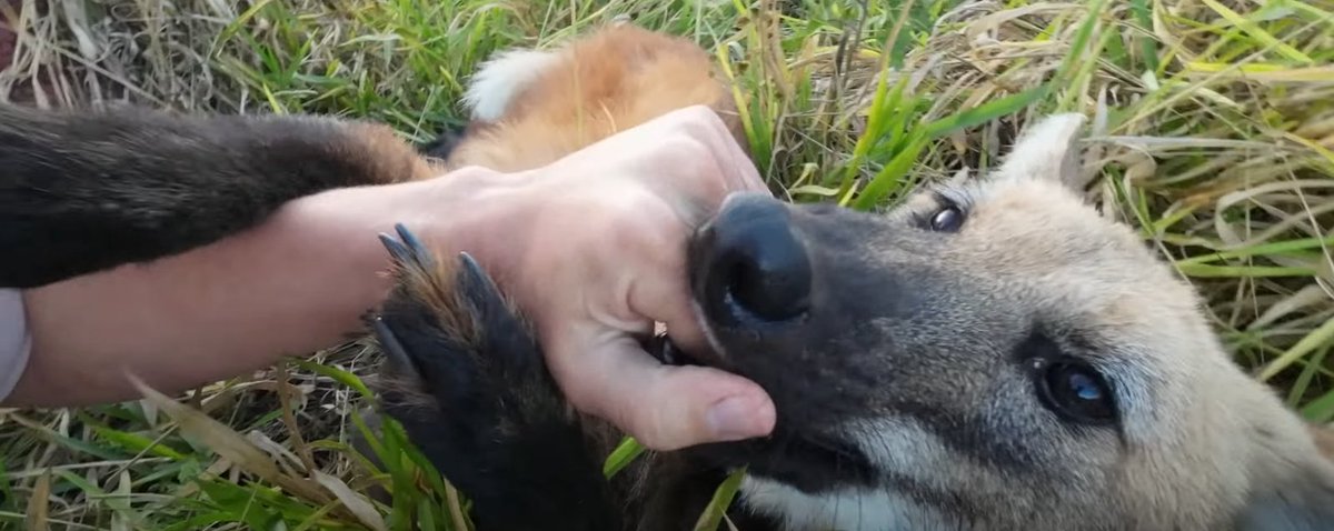 🇸🇪ManedDumber tweet media