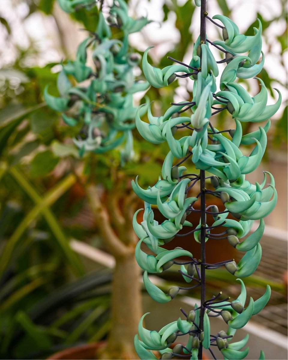SFConservatory tweet media