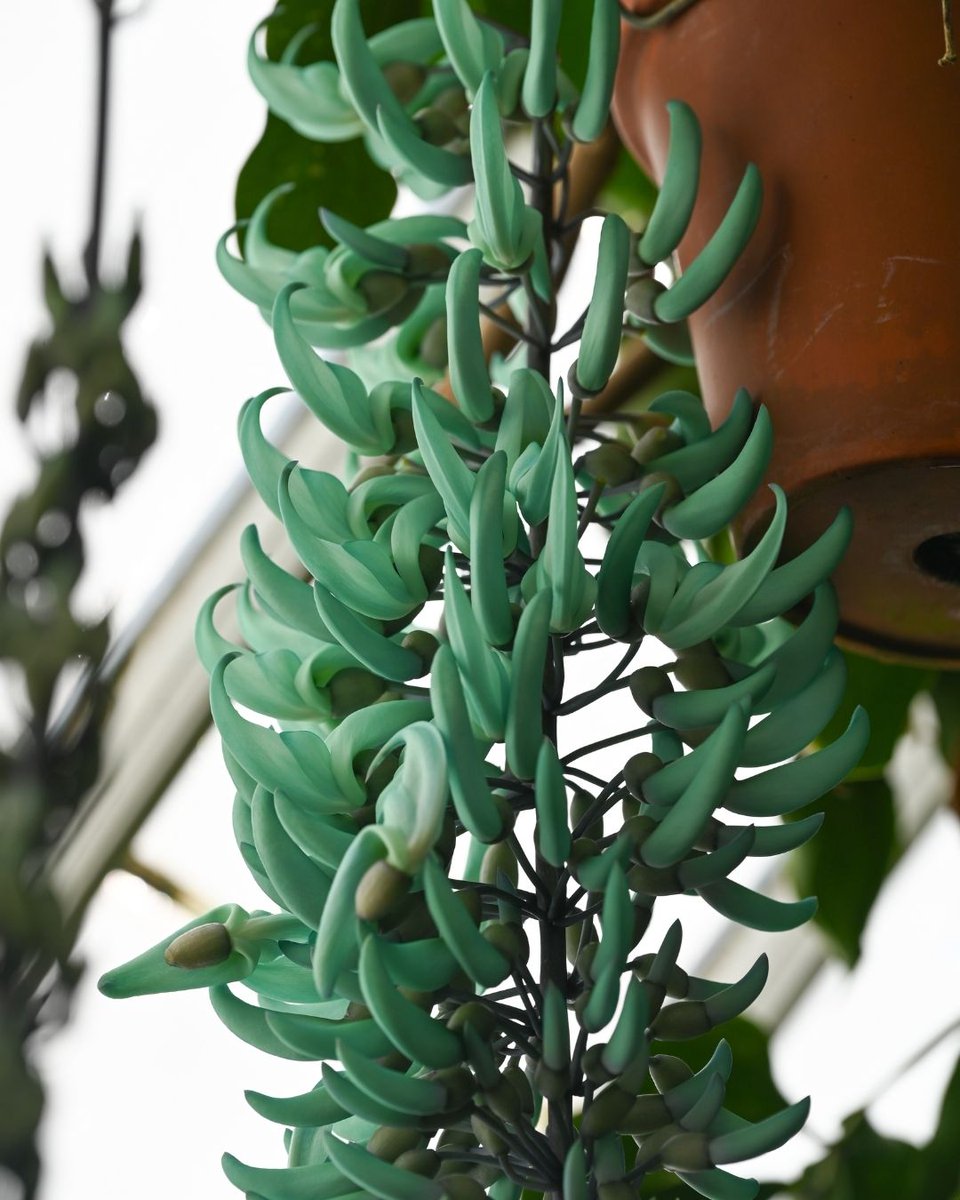 SFConservatory tweet media