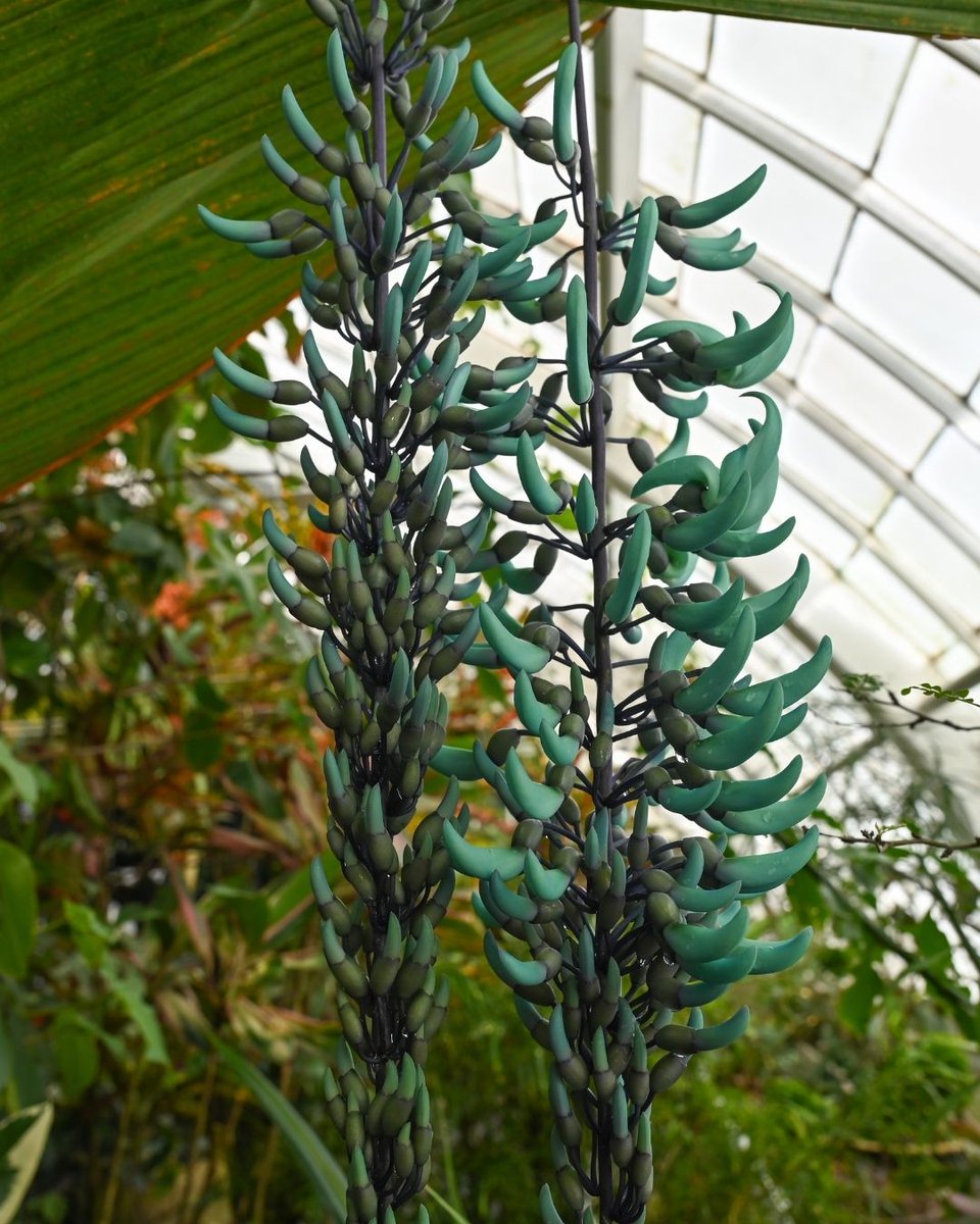 SFConservatory tweet media