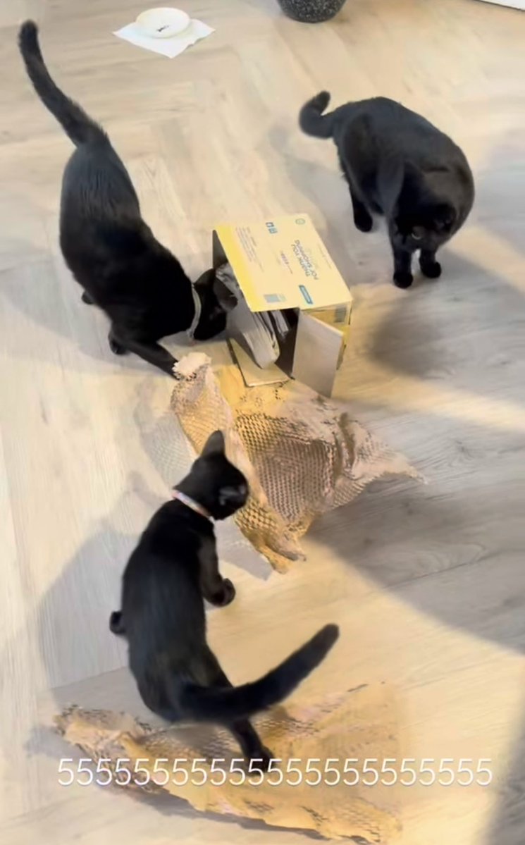 สำหรับบางคนมองว่าแมวดำไม่น่ารัก และเป็นสีที่หาบ้านยากกว่าสีอื่น แต่พี่ชั้นกับชั้นชอบมาก แกมันน่ารักนะ ขนมันจาเงาๆกว่าทุกสีเลยจาบอกให้🥹💕