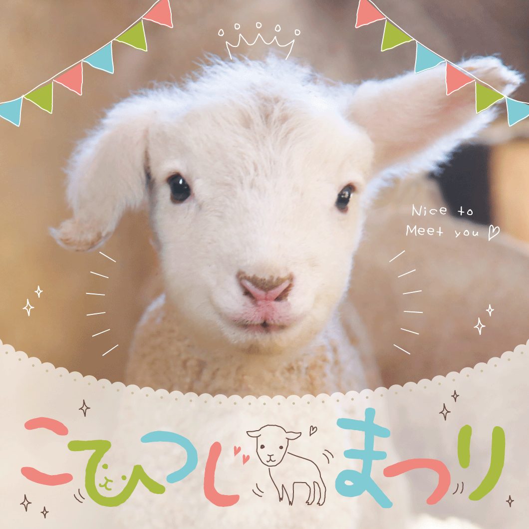 こひつじまつり」開催中🐏 現在赤ちゃん羊が続々と誕生中！ 「赤ちゃん