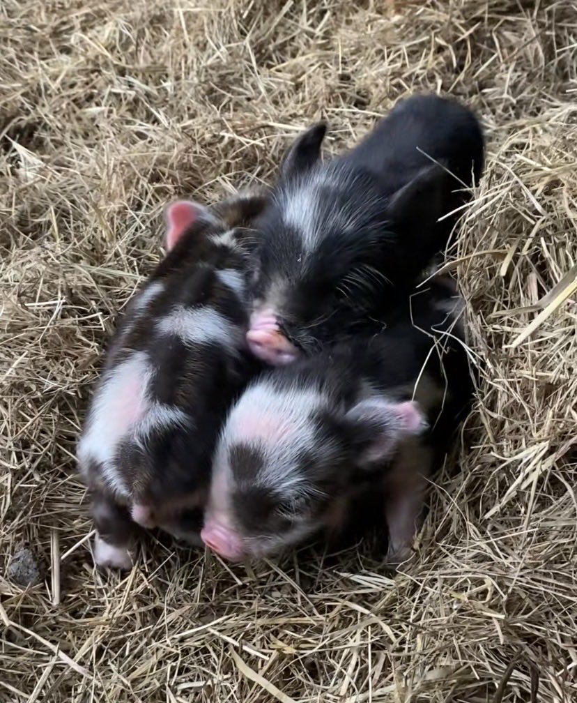 New bacon bits on the farm.