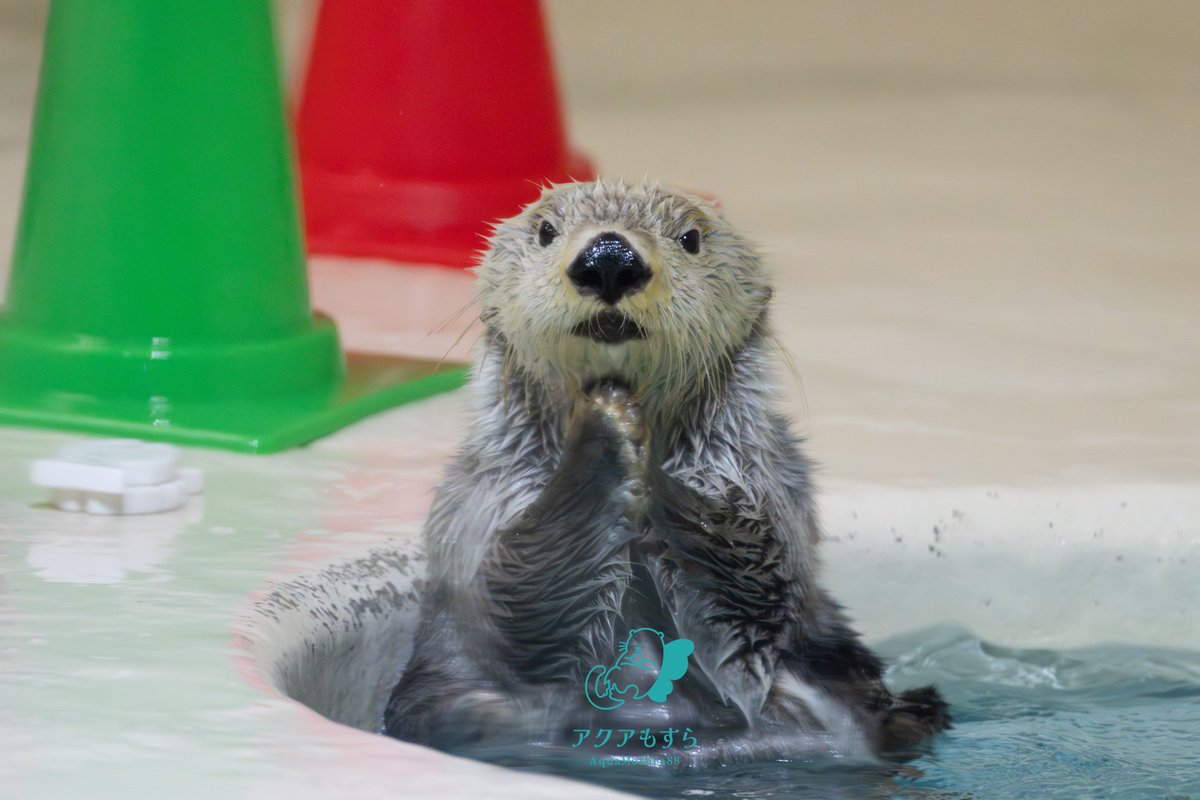 考えるラッコ #キラちゃん #ラッコ #鳥羽水族館