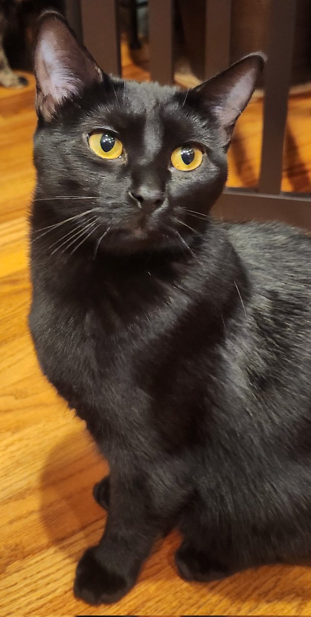 LisaRieder66's tweet photo. @Matt_Pinner We named our girl Nera. It's Italian for black. https://t.co/53xA8Pq5zT