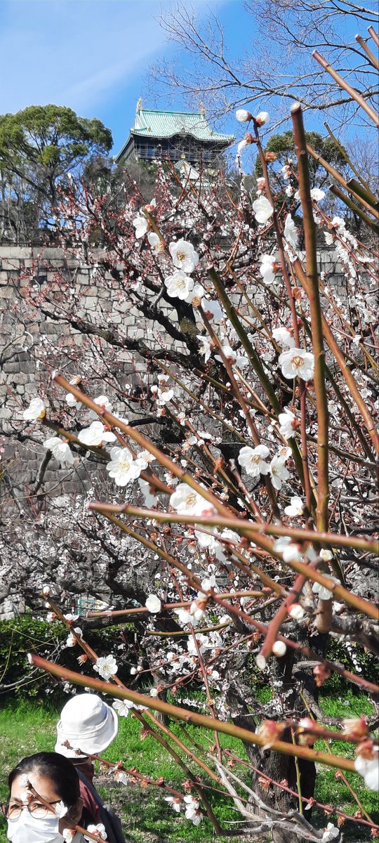 KansaiPhotos's tweet photo. Plum blossoms today at Osaka Castle https://t.co/kBF1Q9xCKB