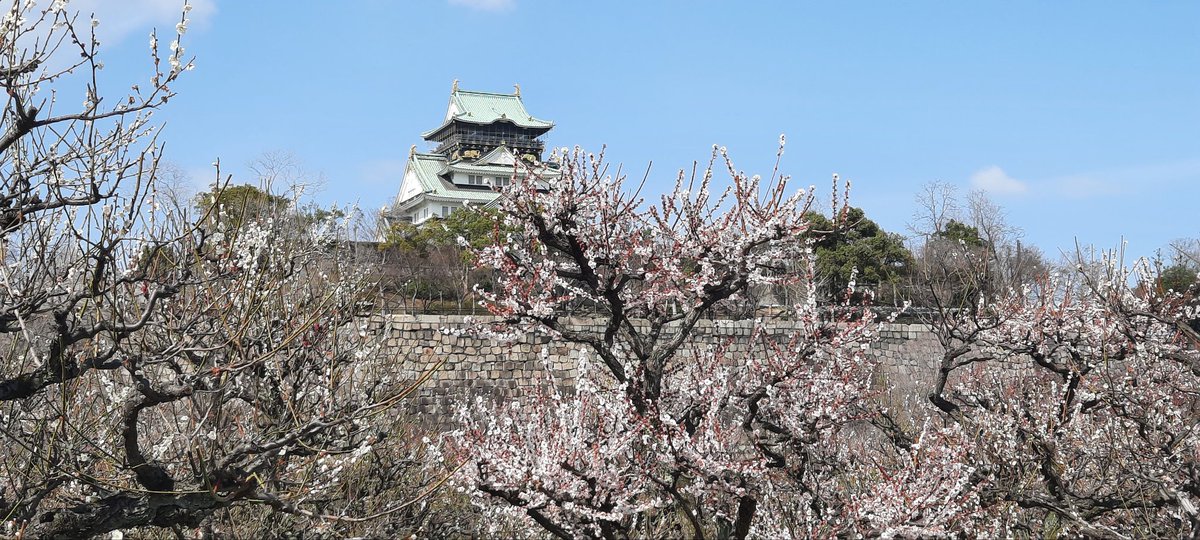 KansaiPhotos's tweet photo. Plum blossoms today at Osaka Castle https://t.co/kBF1Q9xCKB