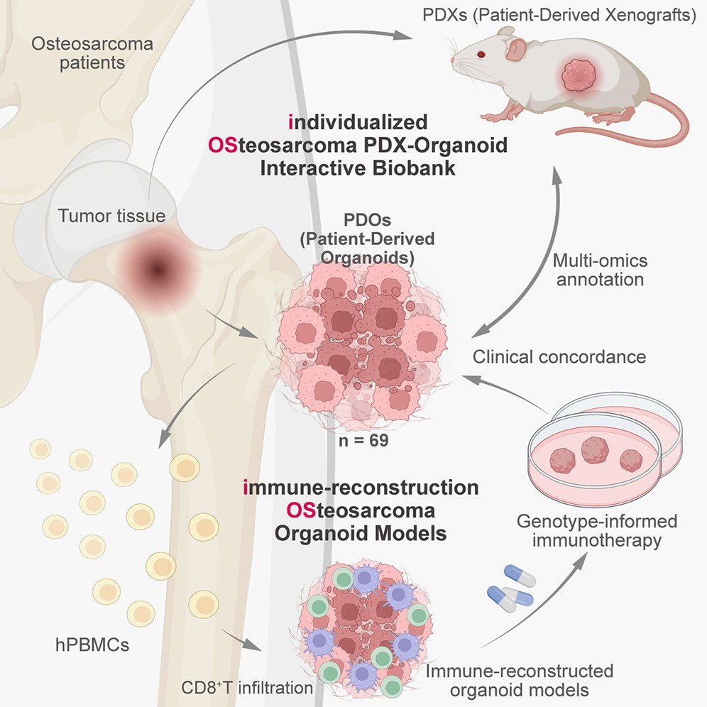 Organoid News tweet media