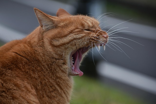 Melissa Nesbeth tweet media