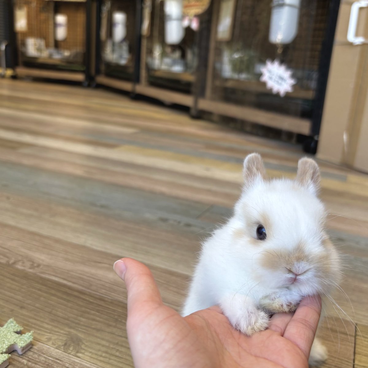 おちびちゃん（妹）🍼 #うさぎ #うさぎのしっぽ #南町田グランベリー