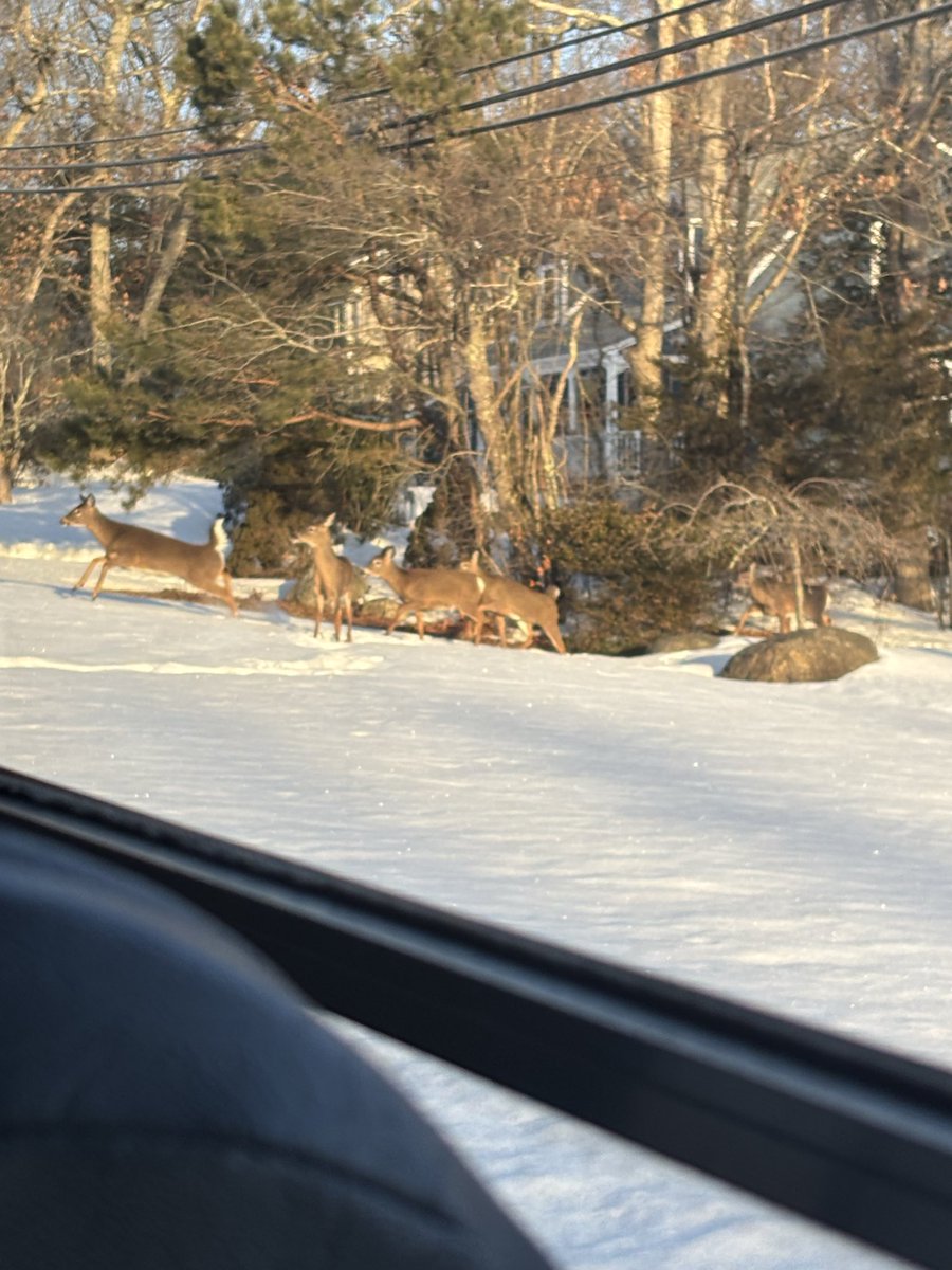 🟢Alicia Arnold 🐗 tweet media