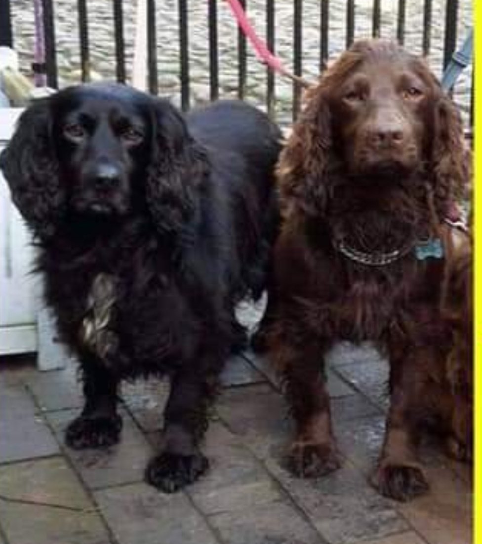 🐕🐕 It's sadly 5 years today MISSY &amp; BISCUIT were stolen 💔

Reward for safe return of these two much loved girls from #Stafford #ST19 
Stolen on 5 March 2021 

Please help find Missy &amp; Biscuit - please contact <a href="/rachellilley91/">Rachel Lilley #FindMissyandBiscuit</a>