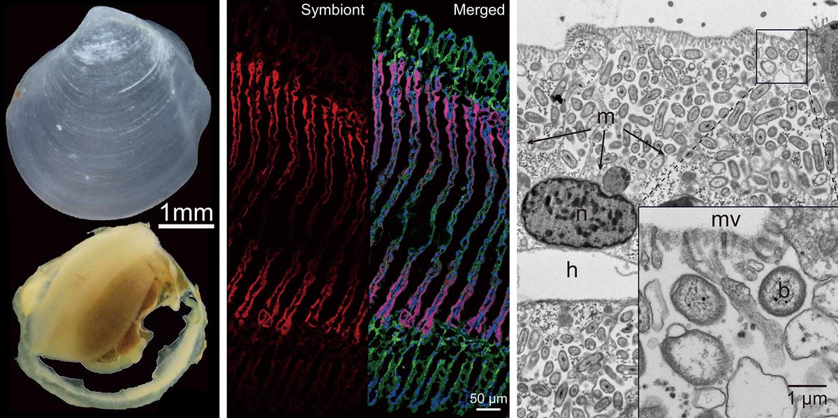[新作] <a href="/ScienceAdvances/">Science Advances</a> 化学合成が重要なのは深海だけじゃない! 浅海の還元的な泥環境に棲む小型二枚貝「ハナシガイ」 の鰓における化学合成共生メカニズムを解明し、さらに放射性炭素の取り込み実験で炭素固定量・速度を測定しました!
オープンアクセスです: doi.org/10.1126/sciadv…