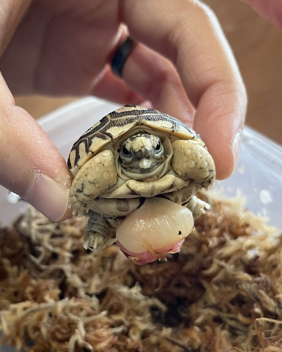 なんだかこの子、可愛い顔してる‼️

#ヒョウモンガメ　#ヒョウモンリクガメ